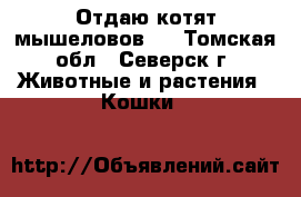 Отдаю котят мышеловов)) - Томская обл., Северск г. Животные и растения » Кошки   